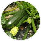 Courgettes