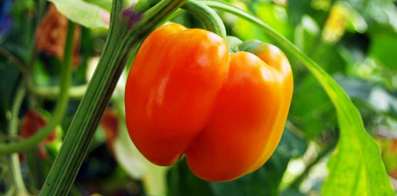 un beau piment orangé