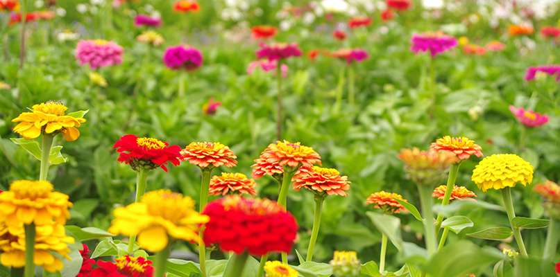 zinnias