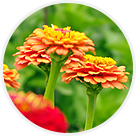 Zinnias